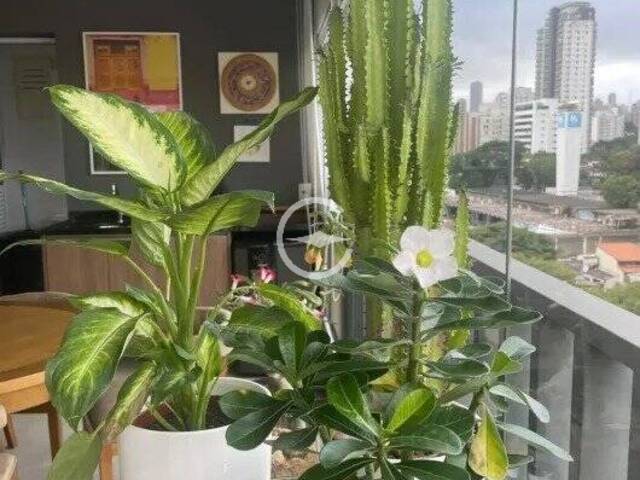 #62034722 - Apartamento para Locação em São Paulo - SP - 2